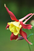 AQUILEGIA BI-COLOR