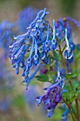 CORYDALIS ELATA