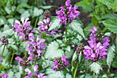 LAMIUM MACULATUM BEACON SILVER