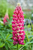 LUPINUS QUEEN OF HEARTS