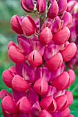 LUPINUS RED RUM