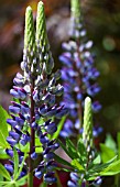 LUPINUS POLYPHYLLUS