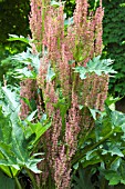 RHEUM PALMATUM ATROSANGUINEUM