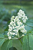 SAMBUCUS RACEMOSA