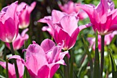 TULIPA CHINA PINK