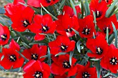 TULIPA LINIFOLIA RED HUNTER