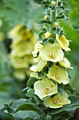 VERBASCUM PRIMROSE PATH