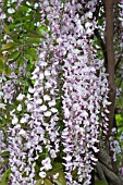 WISTERIA FLORIBUNDA ROSEA