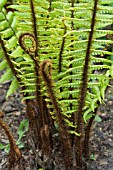 DRYOPTERIS WALLICHIANA