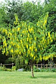 LABURNUM VOSSII