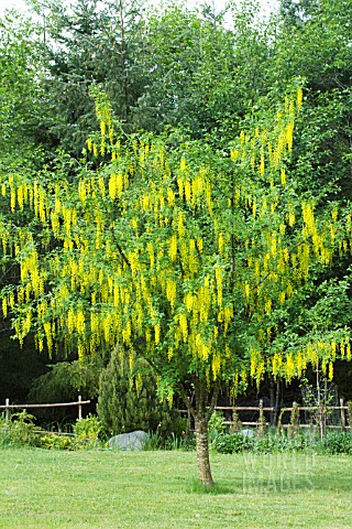 LABURNUM_VOSSII