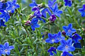 LITHODORA DIFFUSA HEAVENLY BLUE