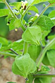 PHYSALIS PERUVIANA LITTLE LANTERNS