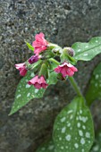 PULMONARIA RASPBERRY SPLASH