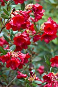 RHODODENDRON RUBY HEART