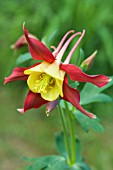 AQUILEGIA BI-COLOR