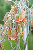 COTYLEDON ORBICULATA CEDRIC MORRIS