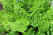 DRYOPTERIS AFFINIS CRISTATA  THE KING