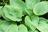 HOSTA SUM & SUBSTANCE