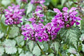 LAMIUM MACULATUM BEACON SILVER