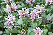 LAMIUM MACULATUM PINK PEWTER