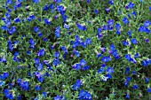 LITHODORA DIFFUSA HEAVENLY BLUE
