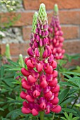 LUPINUS RED RUM