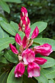 RHODODENDRON POINT DEFIANCE