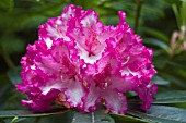 RHODODENDRON SOLIDARITY