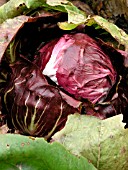 RADICCHIO INDIGO (CICHORIUM INTYBUS)