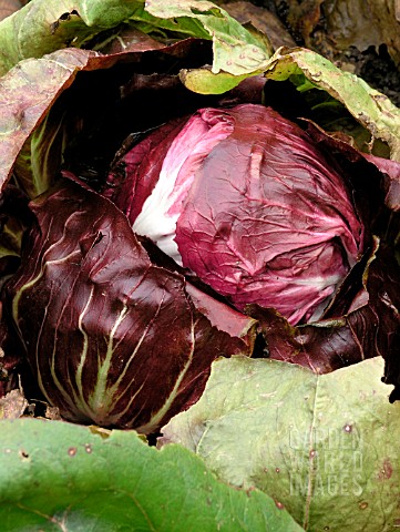 RADICCHIO_INDIGO_CICHORIUM_INTYBUS