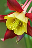 AQUILEGIA BI-COLOR