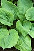 HOSTA SUM & SUBSTANCE