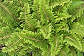 POLYSTICHUM SETIFERUM