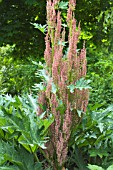 RHEUM PALMATUM ATROSANGUINEUM