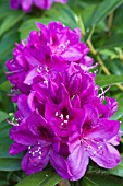 RHODODENDRON ANAH KRUSCHKE