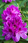 RHODODENDRON ANAH KRUSCHKE