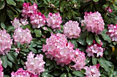 RHODODENDRON POINT DEFIANCE
