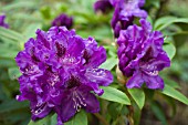 RHODODENDRON PURPLE SPLENDOUR