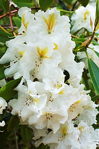 RHODODENDRON_WHITE_GOLD