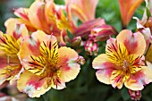 ALSTROEMERIA PRINCESS SARA (STAPRISARA)