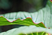 ARISAEMA SPECIOSUM