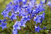 CAMPANULA POSCHARSKYANA