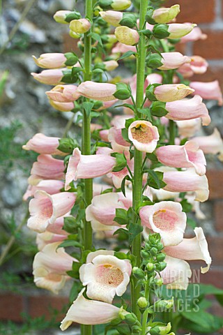 DIGITALIS_APRICOT_BEAUTY