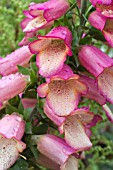 DIGITALIS ILLUMINATION PINK