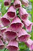 DIGITALIS X METRONENSIS