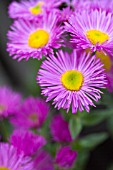 ERIGERON PYRENAICUS ROSE JEWEL