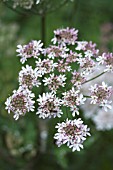 HERACLEUM SPHONDYLIUM PINK FORM