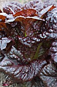 LACTUCA SATIVA RED COS 3201