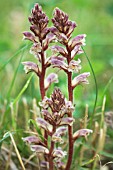 OROBANCHE MINOR